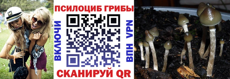 Псилоцибиновые грибы Psilocybine cubensis Подпорожье